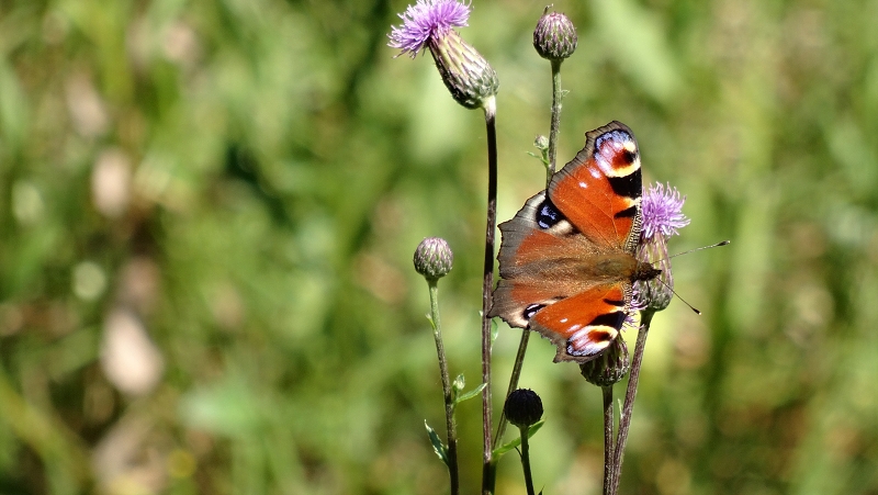 Babočka paví oko - fauna a flóra